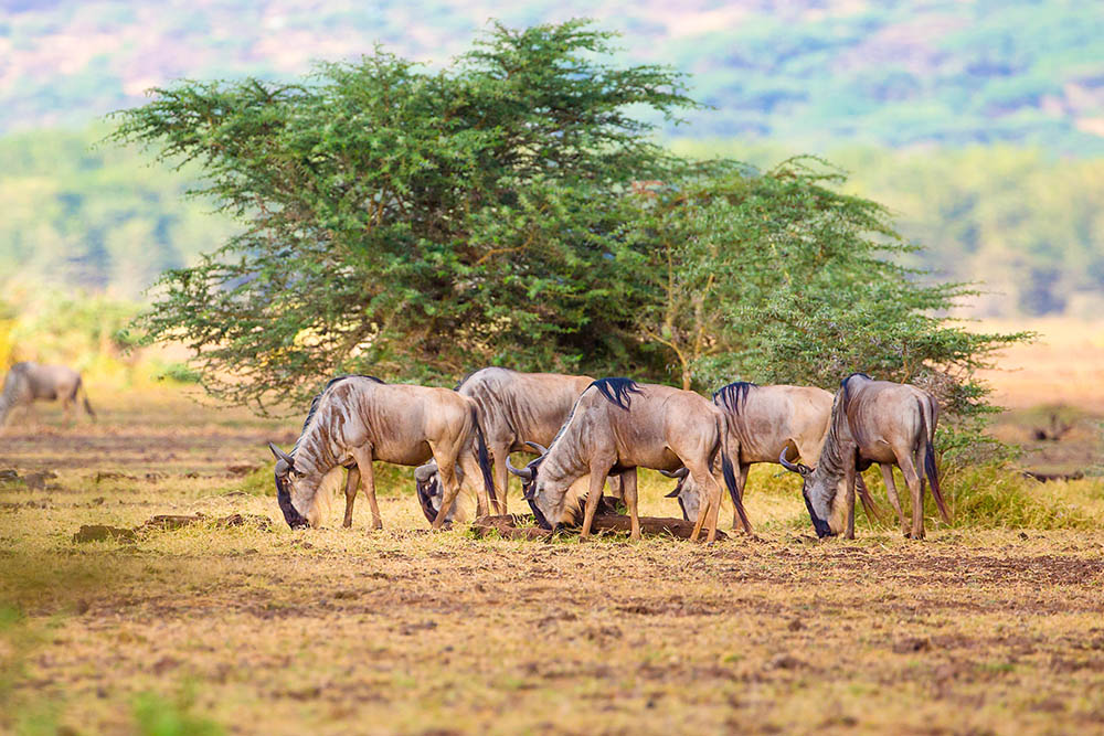 Kenya and Tanzania