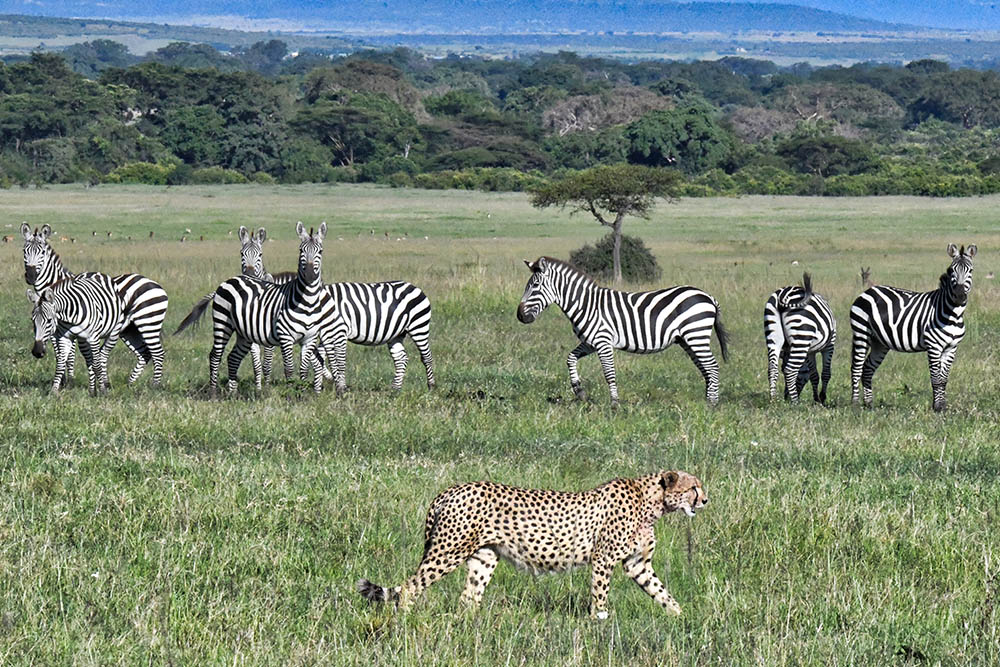 Safari in Kenya and Tanzania