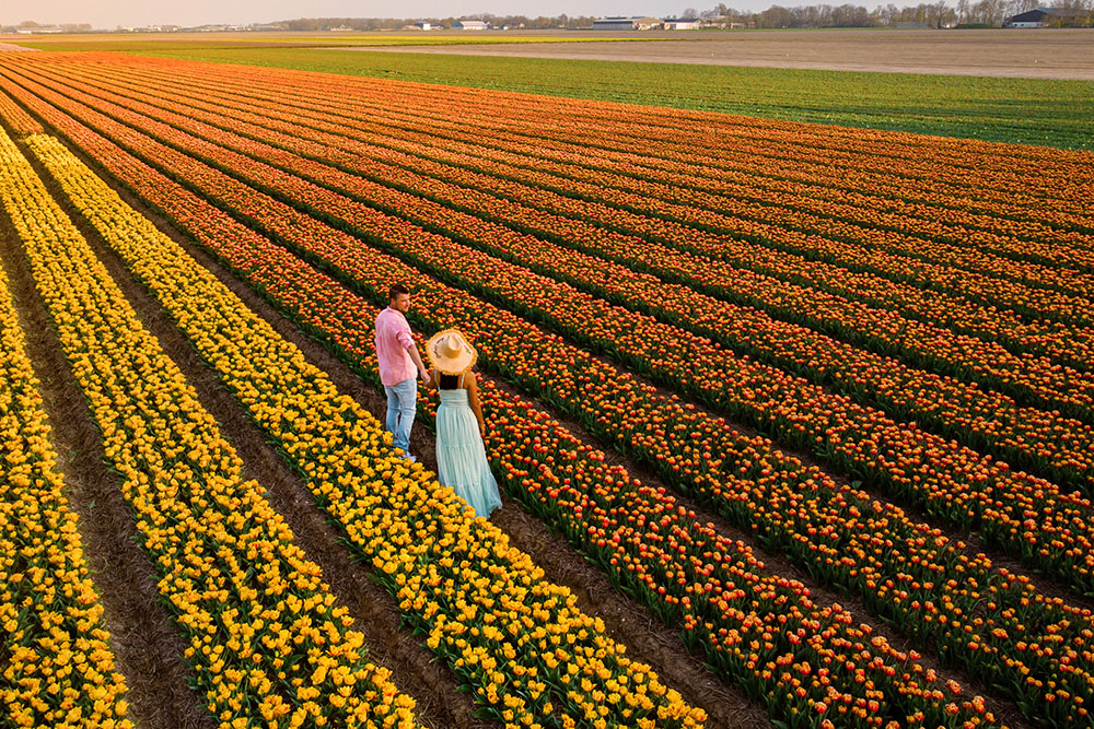 Tulip Tours Amsterdam